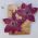 Brinco esmaltado flor 50mm roxo com miolo gota ametista 1 par
