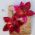 Brinco esmaltado flor 50mm vermelho miolo gota red 1 par